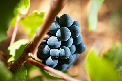 L’uva Pinot Nero di Beaune
